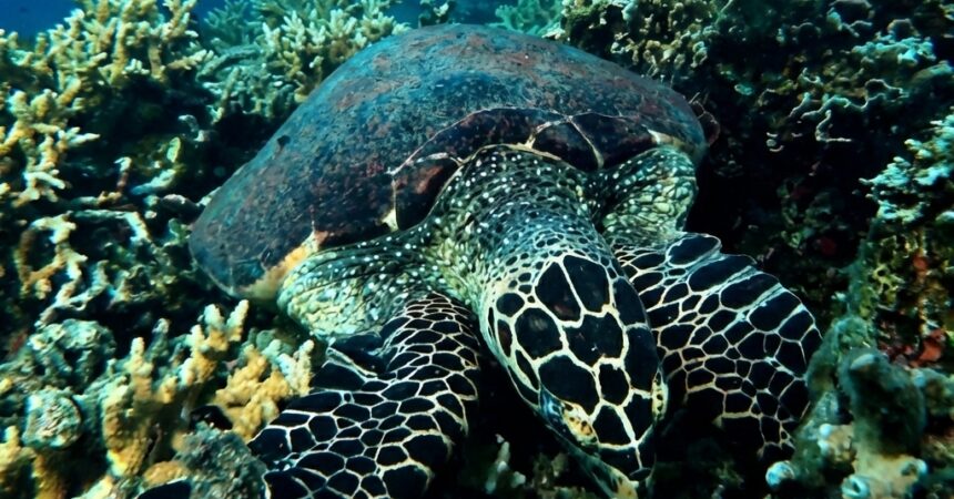 Puteri Salang Turtle